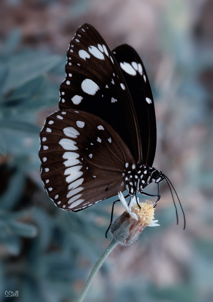 Butterfly on Blue by bella_ss