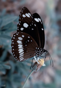 3rd Mar 2014 - Butterfly on Blue
