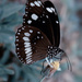 Butterfly on Blue by bella_ss