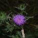 Pretty Weeds by gigiflower