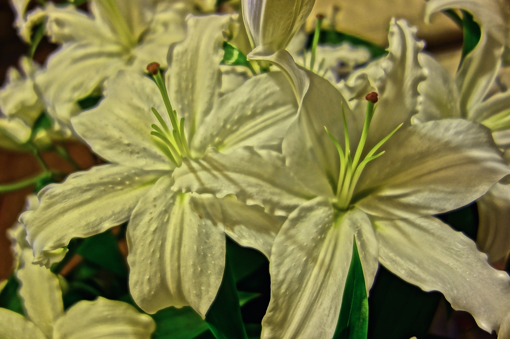 HDR lilies by cocobella