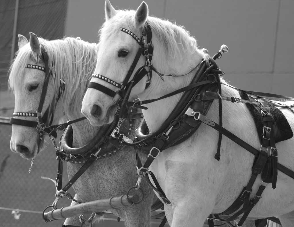 Black and White horses by jamibann