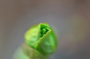 3rd Mar 2014 - Hydrangea leaves
