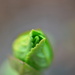 Hydrangea leaves by ziggy77