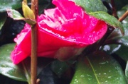 3rd Mar 2014 - Red Camellia