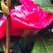 Red Camellia by jennymdennis