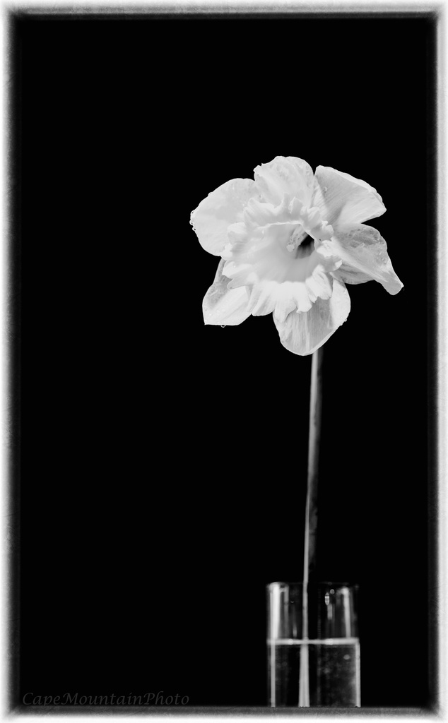Black and White Macro Daffodil by jgpittenger