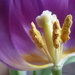 P1040145 Tulip stamens by wendyfrost