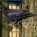 Blackbird by craftymeg