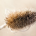 3rd March 2014 - Teasel by pamknowler