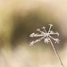 Snowflake on a stick........ by shepherdmanswife