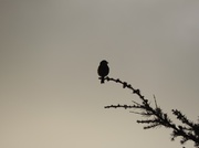 26th Feb 2014 - Early bird