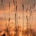 Sunset through the Grass..... by shepherdmanswife