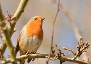 3rd Mar 2014 - Another of my friendly robins