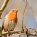 Another of my friendly robins by rosiekind