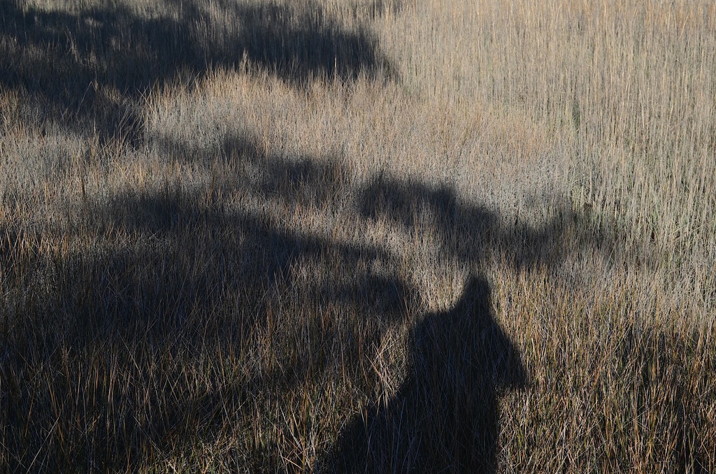 Marsh and my shadow by congaree