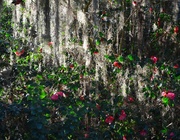 3rd Mar 2014 - Camellias and Spanish moss