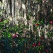 Camellias and Spanish moss by congaree