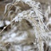 Frosty Grass by harbie
