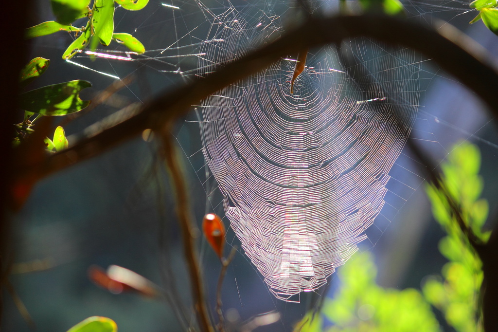 "Ray's through the Web"... by tellefella