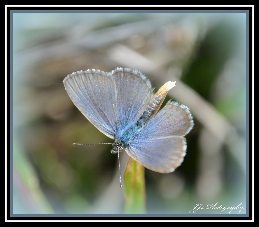 Blue butterfly.. by julzmaioro