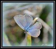 4th Mar 2014 - Blue butterfly..