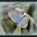 Blue butterfly.. by julzmaioro