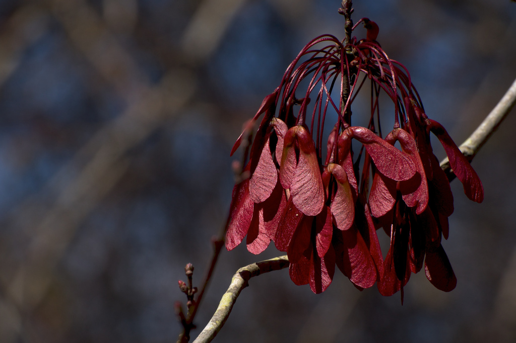 Red Seed Pods by taffy