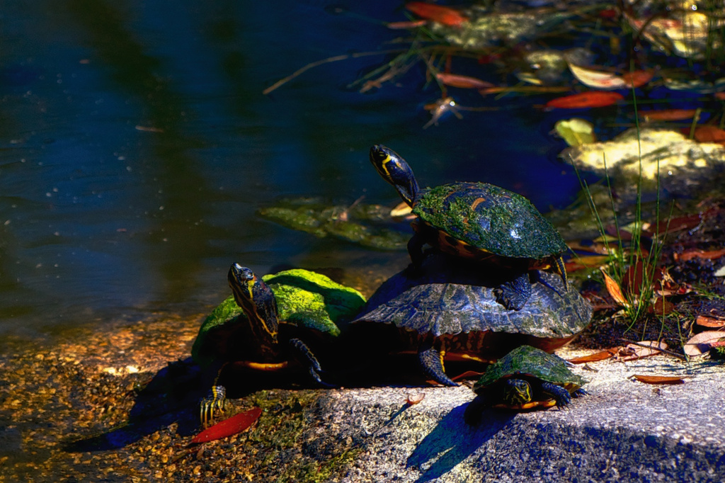 Turtles at the Greenway Pond by taffy