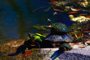3rd Mar 2014 - Turtles at the Greenway Pond