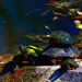 Turtles at the Greenway Pond by taffy