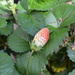 Strawberry by gigiflower
