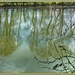 Tree Reflections by carolmw