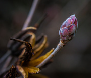 4th Mar 2014 - Rhododendron--Exbury Azalea
