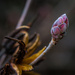 Rhododendron--Exbury Azalea by darylo