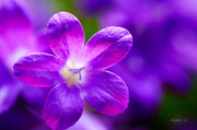 4th Mar 2014 - Purple flower