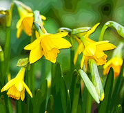 4th Mar 2014 - 4th March 2014 - Tiny Daffodils