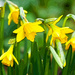 4th March 2014 - Tiny Daffodils by pamknowler