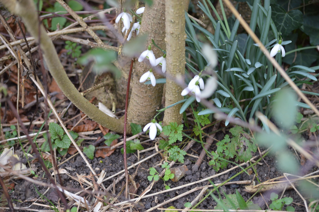 Snowdrops by motorsports