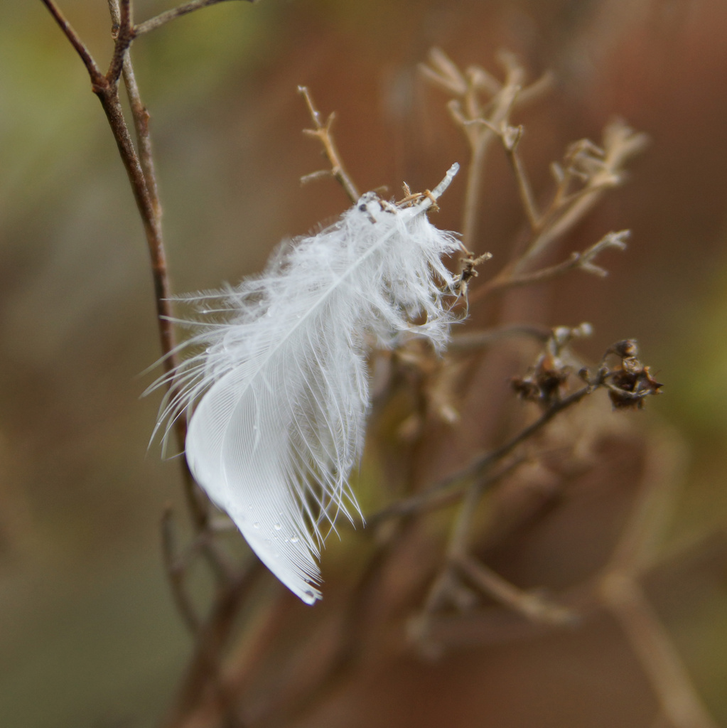 Duck Feather by pcoulson