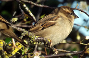 3rd Mar 2014 - Little Sparrow