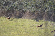 5th Apr 2014 - Rabbit and Pheasants