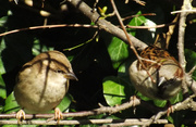 4th Mar 2014 - Little Sparrows