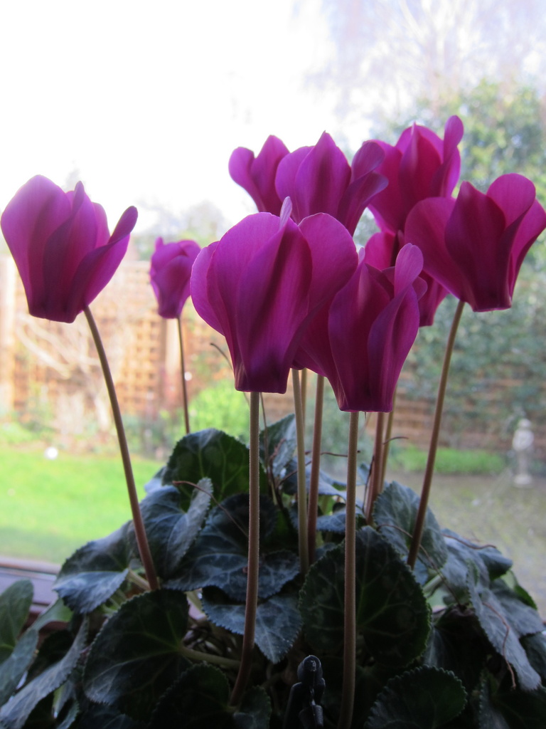 Cyclamen by elainepenney