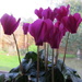 Cyclamen by elainepenney
