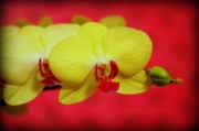 4th Mar 2014 - My Orchid