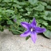 Purple Star by msfyste