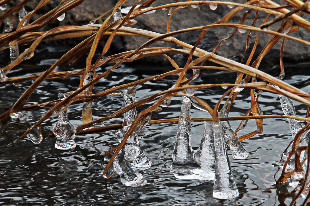 Icicles Dangling in the Creek by milaniet