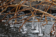 4th Mar 2014 - Icicles Dangling in the Creek