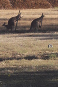 26th Jan 2014 - Kangaroos out for a stroll